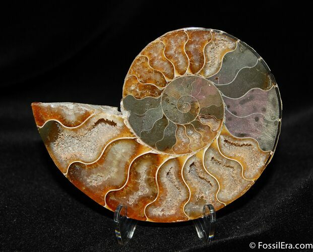 Gorgous Inch Split Ammonite (Half) #587